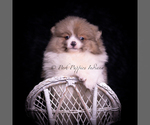 Small #7 Pomeranian