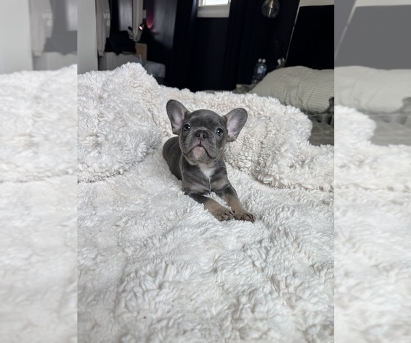 Medium Photo #5 French Bulldog Puppy For Sale in FORT WAYNE, IN, USA