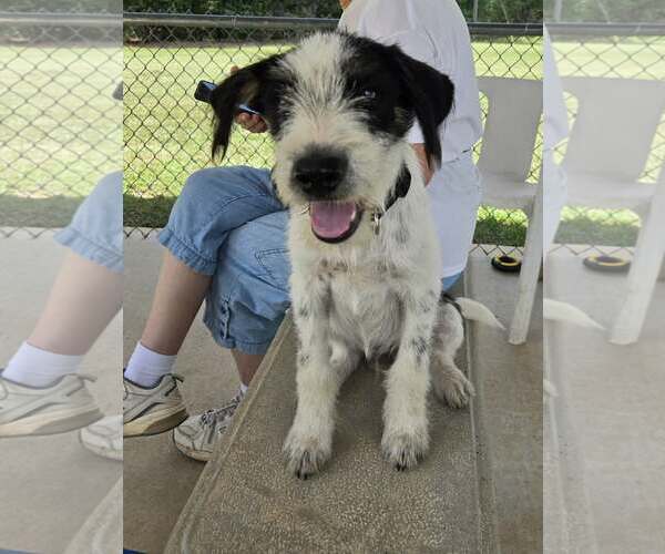 Medium Photo #4 Mutt Puppy For Sale in Rustburg, VA, USA