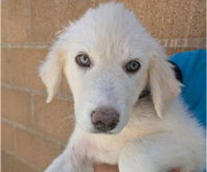 Great Pyrenees Dogs for adoption in Salinas, CA, USA