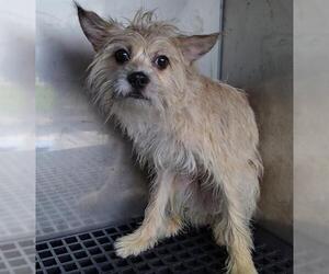 Mutt Dogs for adoption in Fort Lauderdale, FL, USA