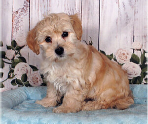 Bichpoo Puppy for sale in PENNS CREEK, PA, USA
