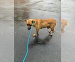 Small Mutt