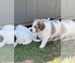 Small Photo #12 Great Pyrenees Puppy For Sale in RUTHERFORDTON, NC, USA