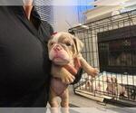 Small Photo #4 English Bulldog Puppy For Sale in TRABUCO CANYON, CA, USA