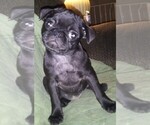 Small Photo #1 Pug Puppy For Sale in FORT WAYNE, IN, USA