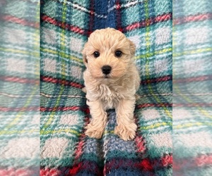Poodle (Miniature)-Schnoodle (Miniature) Mix Puppy for sale in Lexington, NC, USA