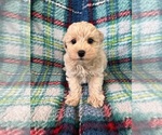 Small Poodle (Miniature)-Schnoodle (Miniature) Mix