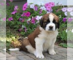 Small Photo #5 Saint Bernard Puppy For Sale in MARIETTA, PA, USA