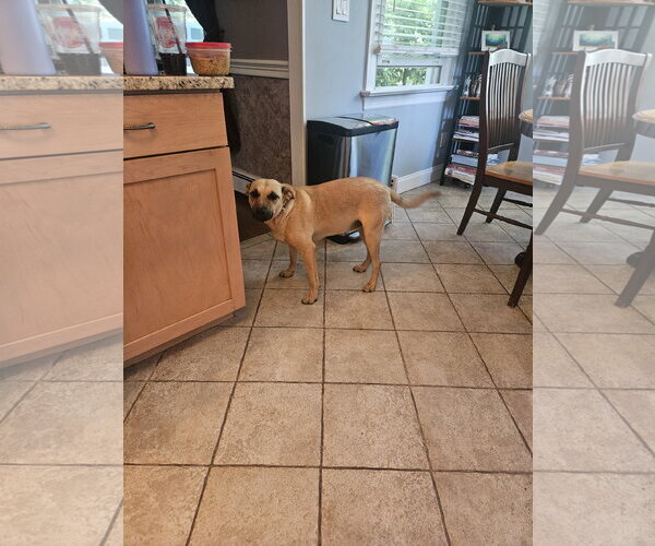 Medium Photo #11 Black Mouth Cur-Unknown Mix Puppy For Sale in Rockaway, NJ, USA