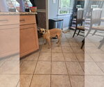Small #10 Black Mouth Cur Mix