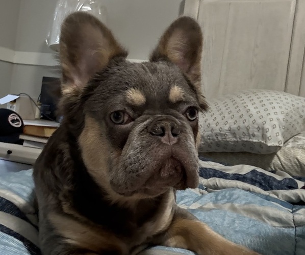 Medium Photo #1 French Bulldog Puppy For Sale in CITRA, FL, USA