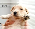 Small #13 Goldendoodle