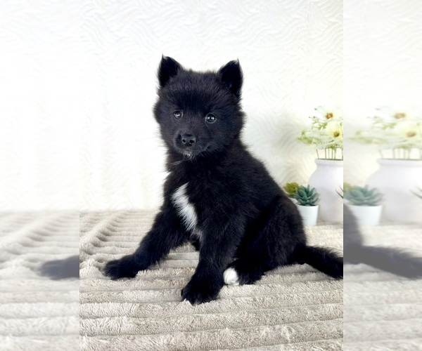 Medium Photo #3 Pomsky Puppy For Sale in GREENFIELD, IN, USA