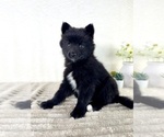 Small #2 Pomsky