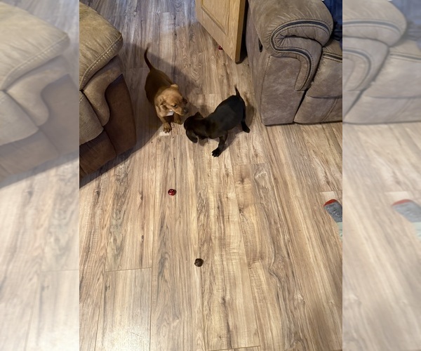 Medium Photo #16 Coonhound Puppy For Sale in ZANESVILLE, OH, USA