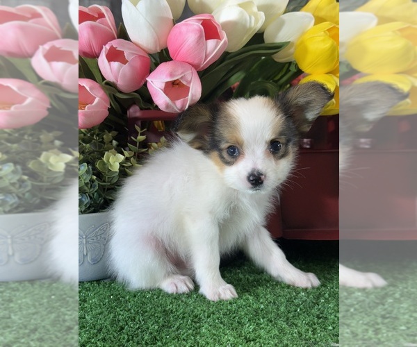 Medium Photo #5 Papillon Puppy For Sale in CANOGA, NY, USA
