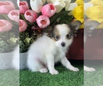Small #4 Papillon
