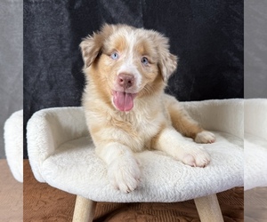 Australian Shepherd Puppy for sale in OCALA, FL, USA