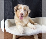 Image preview for Ad Listing. Nickname: Litter of 5