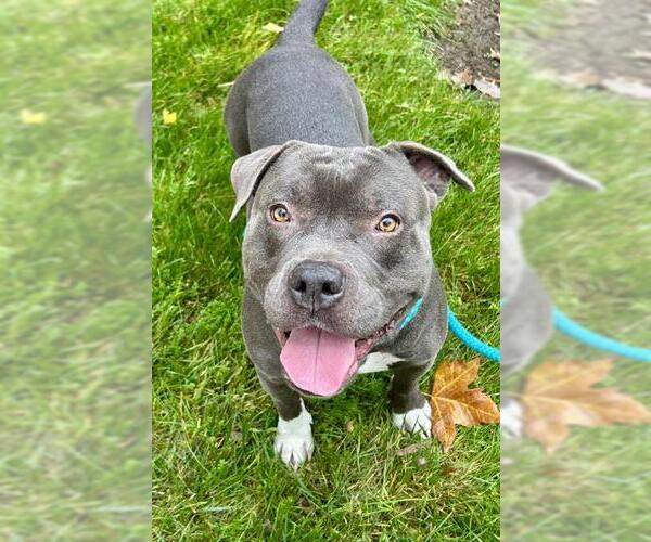 Medium Photo #2 Mutt Puppy For Sale in Sacramento, CA, USA