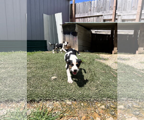 Medium Photo #2 Staffordshire Bull Terrier-Unknown Mix Puppy For Sale in Tracy City, TN, USA