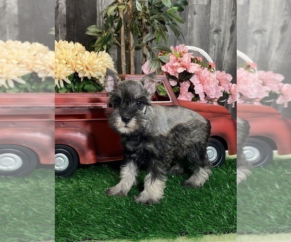 Medium Photo #4 Schnauzer (Miniature) Puppy For Sale in CANOGA, NY, USA