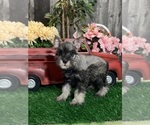 Small #3 Schnauzer (Miniature)