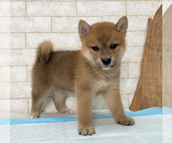 Medium Photo #6 Shiba Inu Puppy For Sale in HOUSTON, TX, USA