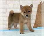 Small Photo #6 Shiba Inu Puppy For Sale in HOUSTON, TX, USA