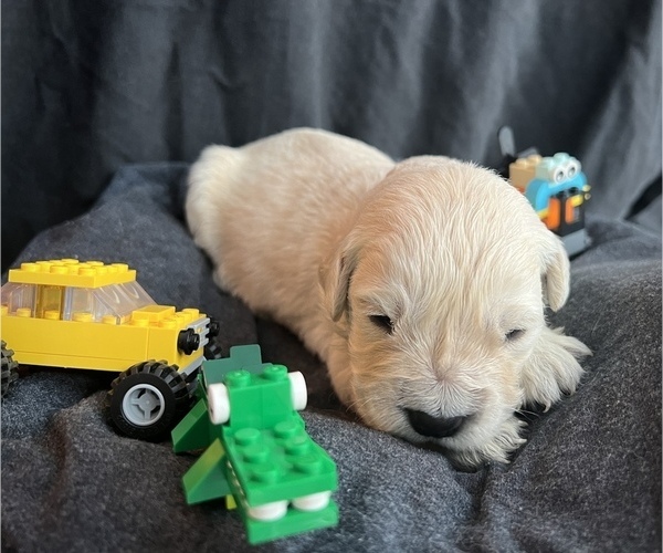 Medium Photo #2 Golden Retriever Puppy For Sale in ALPENA, MI, USA