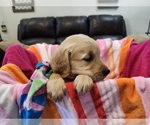 Puppy Girl G3 Golden Retriever