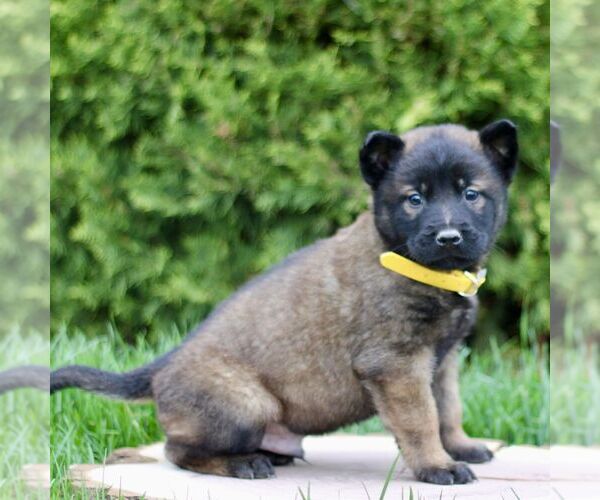 Medium Photo #1 Belgian Malinois Puppy For Sale in RONKS, PA, USA