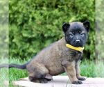 Small Belgian Malinois