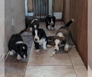 Border Collie Puppy for sale in JACKSONVILLE, TX, USA