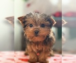 Small #6 Yorkshire Terrier