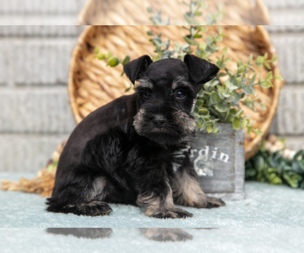 Medium Photo #19 Schnauzer (Miniature) Puppy For Sale in BALTIC, OH, USA