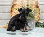 Small Photo #19 Schnauzer (Miniature) Puppy For Sale in BALTIC, OH, USA