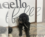 Puppy Grey Girl Labradoodle-Poodle (Miniature) Mix