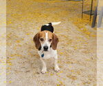Small #2 Beagle