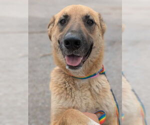 German Shepherd Dog Dogs for adoption in Mt. Airy, MD, USA