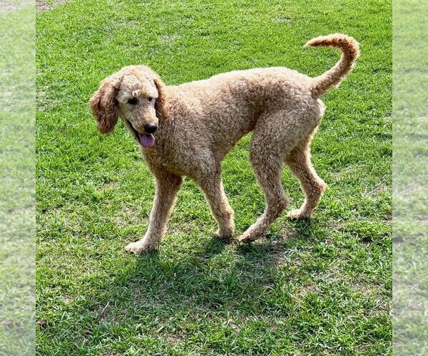 Medium Photo #2 Goldendoodle Puppy For Sale in Spring Lake, NC, USA
