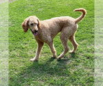Small #1 Goldendoodle