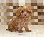 Image preview for Ad Listing. Nickname: Ivan