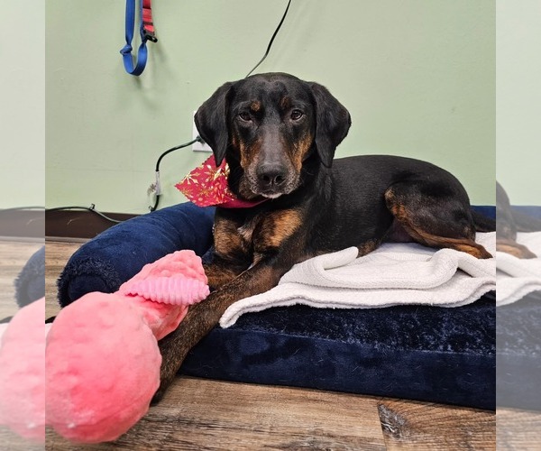 Medium Photo #2 Mutt Puppy For Sale in Fargo, ND, USA