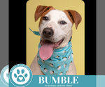 Small #4 Labrador Retriever Mix