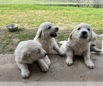 Small #4 English Cream Golden Retriever
