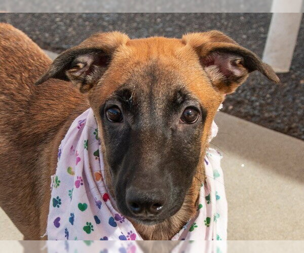 Medium Photo #2 German Shepherd Dog-Unknown Mix Puppy For Sale in San Andreas, CA, USA