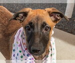 Small #1 German Shepherd Dog Mix