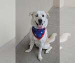 Small Siberian Husky Mix